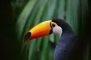 Toucan Prints: Toco Toucan (South America), Panama