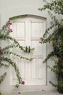 Todos Santos, Mexico. White door in a white wall partly covered with flowers