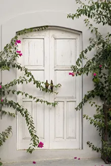 South America Prints: Todos Santos, Mexico. White door in a white wall partly covered with flowers