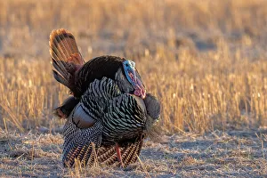 Whitefish Prints: Tom turkey in breeding plumage near Whitefish, Montana, USA