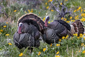 Tom turkeys in breeding plumage in Great Basin National Park, Nevada, USA Tom turkeys in breeding plumage in Great Basin National Park, Nevada, USA