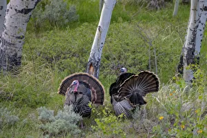 Game Bird Prints: Tom turkeys in breeding plumage in Great Basin National Park, Nevada, USA