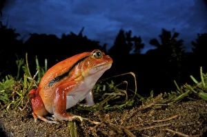 Images Dated 19th January 2007: Tomato frog (Dyscophus antongili), Eastern Madagascar