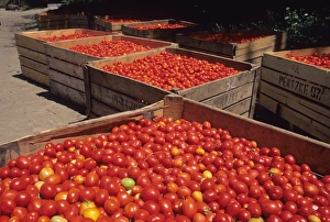 Chilean Prints: Tomato harvest near Rancagua, Chile. chile, chilean, chiano, south america
