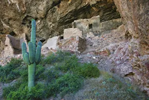 Succulent Prints: Tonto National Monument, Arizona, USA