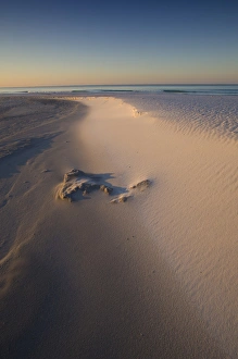 White Sand Prints: Tophill preserve state park, Destin, Florida panhandle