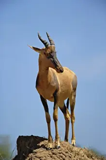 Watch Prints: Topi, Damaliscus korrigum. standing guard on termite mound, Masai Mara Game Reserve