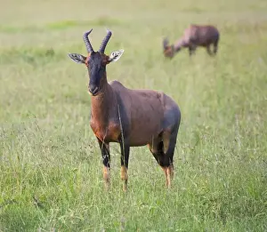National Reserve Prints: Topi (Damaliscus lunatus), Masai Mara National Reserve, Kenya