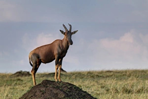 Images Dated 2nd September 2011: Topi standing guard on termite mound, Masai Mara, Kenya, Africa