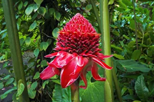 Images Dated 25th October 2013: Torch ginger at Hawaii Tropical Botanical Garden, Hamakua Coast, Big Island, Hawaii, USA