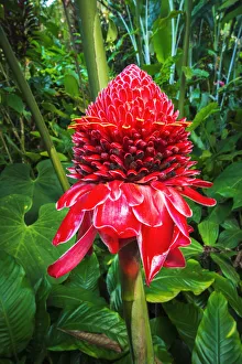 Grave Prints: Torch ginger at Hawaii Tropical Botanical Garden, Hamakua Coast, Big Island, Hawaii, USA