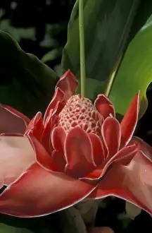 Pretty Prints: Torch Ginger, (Nicolaia elatior), native to Indonesia