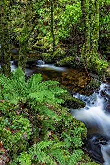 Images Dated 2023: Torq Creek in Killarney National Park