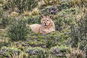 Images Dated 28th June 2024: Torres del Paine puma, Chile