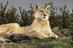 Images Dated 28th June 2024: Torres del Paine puma, Chile