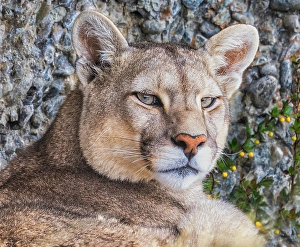 Images Dated 28th June 2024: Torres del Paine puma face, Chile