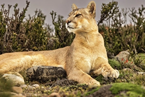 Images Dated 28th June 2024: Torres del Paine puma resting, Chile