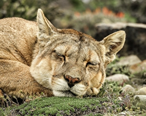 Resting Prints: Torres del Paine puma sleeping, Chile
