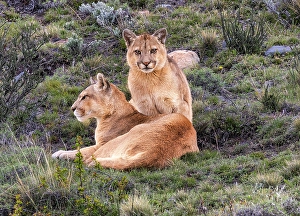 Images Dated 28th June 2024: Torres del Paine pumas, Chile