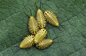 Grassland Prints: Tortoise Beetle, Coleoptera, larva on Mexican Olive tree leave, The Inn at Chachalaca Bend