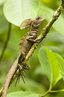 Climbing Prints: Tortuguero, Costa Rica. Brown, Striped or common basilisk (Basiliscus vittatus) climbing a tree