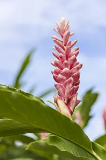 Copy Space Prints: Tortuguero, Costa Rica. Heliconia plant growing against a blue sky