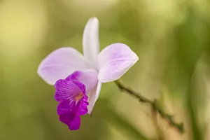 Tortuguero Prints: Tortuguero National Park, Costa Rica. Wild orchid growing around the Pachira Lodge