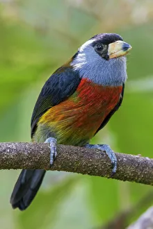 Cloud Forest Prints: Toucan barbet fledgling, cloud forest, Ecuador