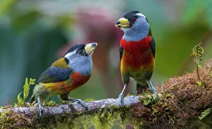 Parent Prints: Toucan barbet parent feeding fledgling, cloud forest, Ecuador
