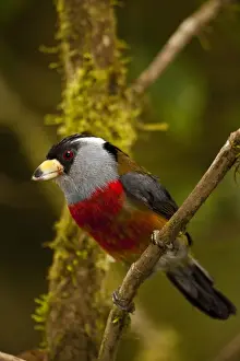 Images Dated 2nd September 2010: Toucan Barbet (Semnornis ramphastinus) Mindo Cloud Forest West slope of Andes