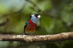 Mindo Prints: Toucan Barbet (Semnornis ramphastinus) Mindo Cloud Forest West slope of Andes