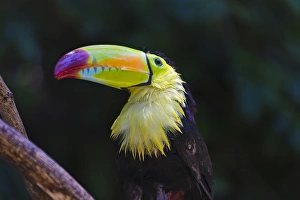 Toucan in the jungle, Honduras