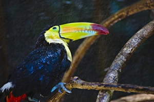 Images Dated 3rd December 2012: Toucan in the jungle in rain, Honduras