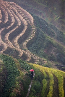 Tourist with red umbrella on the rice terrace in the mountain, Longsheng, Guangxi, China