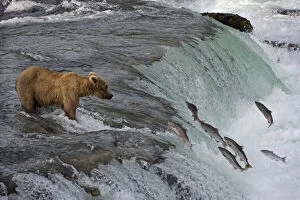 USA, North America, Alaska Gallery: Tourists photographing Brown Bear catching salmon at Brooks Falls, Katmai National Park