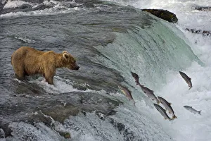 Tourists photographing Brown Bear catching salmon at Brooks Falls, Katmai National Park