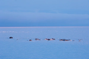 Images Dated 18th April 2006: town on Herschel Island, off the Mackenzie River delta, Yukon Territory, Canada