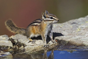 Ken Archer Prints: Townsends Chipmonk