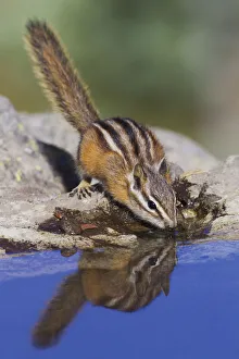 Thirst Prints: Townsends Chipmunk, summer time drink