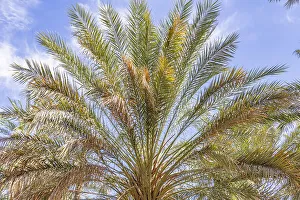 Tunisia Prints: Tozeur, Tunisia. Palm trees in a desert oasis