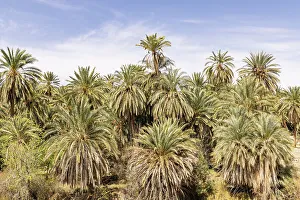 Tunisia Prints: Tozeur, Tunisia. Palm trees in a desert oasis