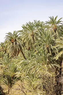 Tunisia Prints: Tozeur, Tunisia. Palm trees in a desert oasis