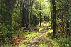 Track by Fox River, Paparoa National Park, West Coast, South Island, New Zealand