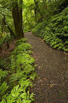 Images Dated 26th March 2015: Track to Mangapohue Natural Bridge, Waitomo District, Waikato, North Island, New Zealand