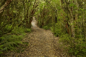 Track to Matai Falls, Catlins, South Otago, South Island, New Zealand Track to Matai Falls, Catlins, South Otago, South Island, New Zealand