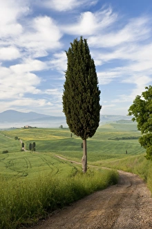 Winding Prints: Track, San Quirico d orcia, Val d orcia, Tuscany, Italy