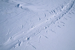 Foot Step Prints: Track of tobogganing Emperor Penguin