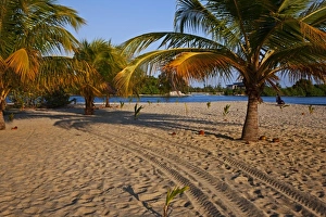 Magical Prints: Tracks along the beach on Placenia in Belize