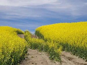 Canola Prints: Tracks going through blooming canola field
