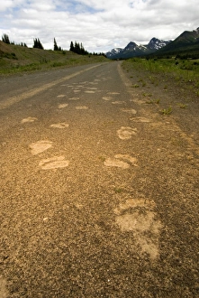 Footprint Prints: Tracks of a grizzly bear, Ursus arctos, Sacred Headwaters, British Columbia